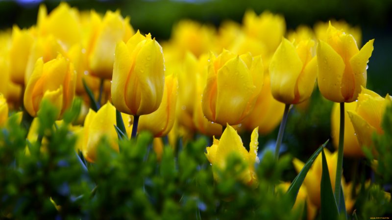 Поляна желтых тюльпанов
