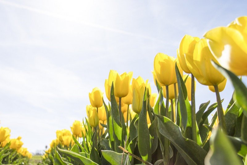 Весна желтые тюльпаны