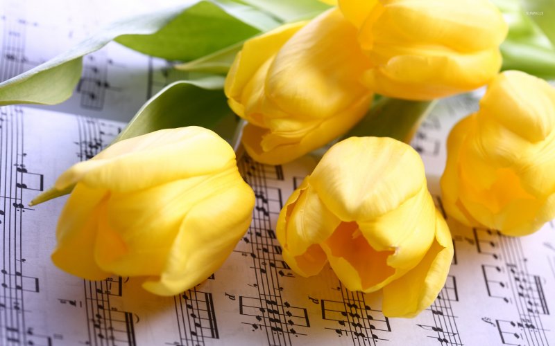 Полевые желтые тюльпаны