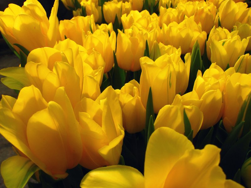 Желтые тюльпаны Ирине