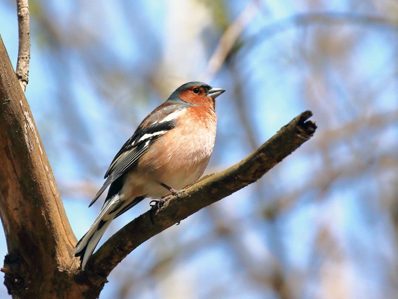 Весенние птицы картинки Кубани