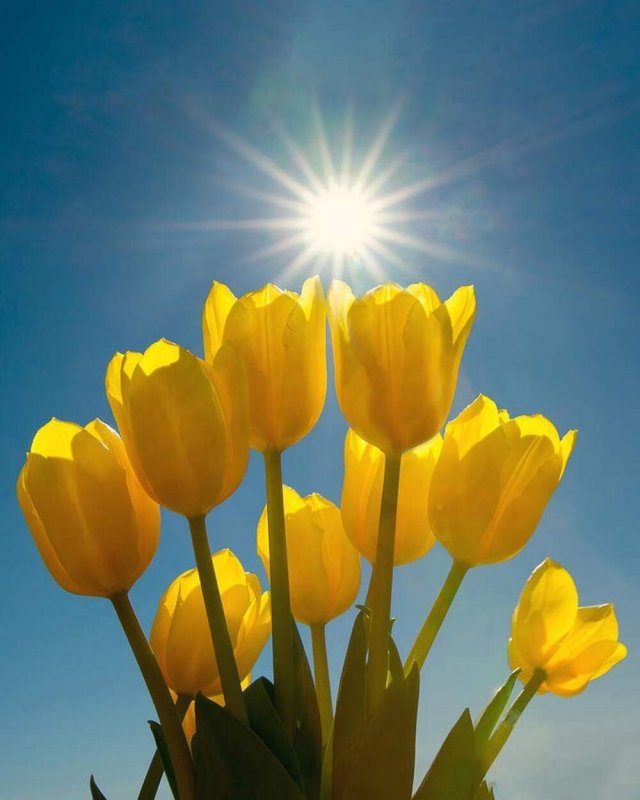 Цветок желтый Луговой тюльпан