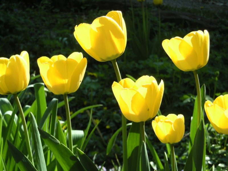 Тюльпаны желтые цветы на клумбе