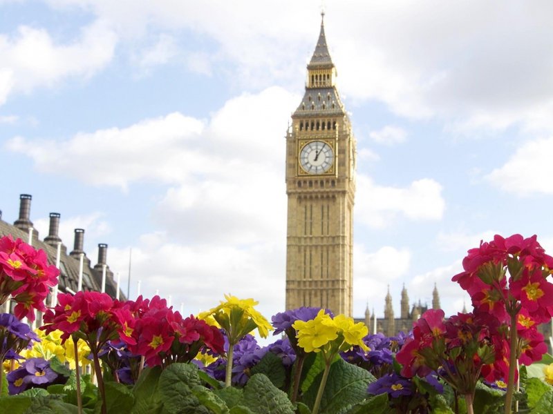Ландана цветок Лондона национальный