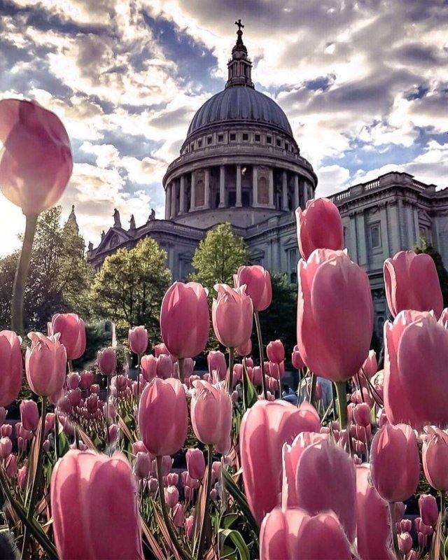 Лондон цветы