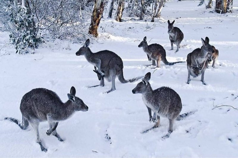 Зима в Австралии лесу