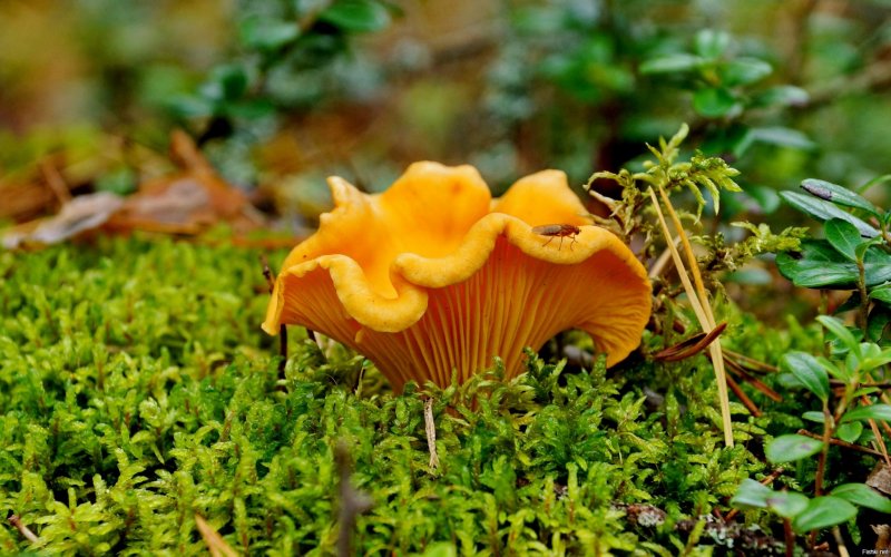 Осенние лисички грибы