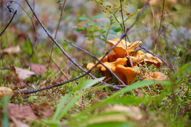 Полянка с лисичками грибами
