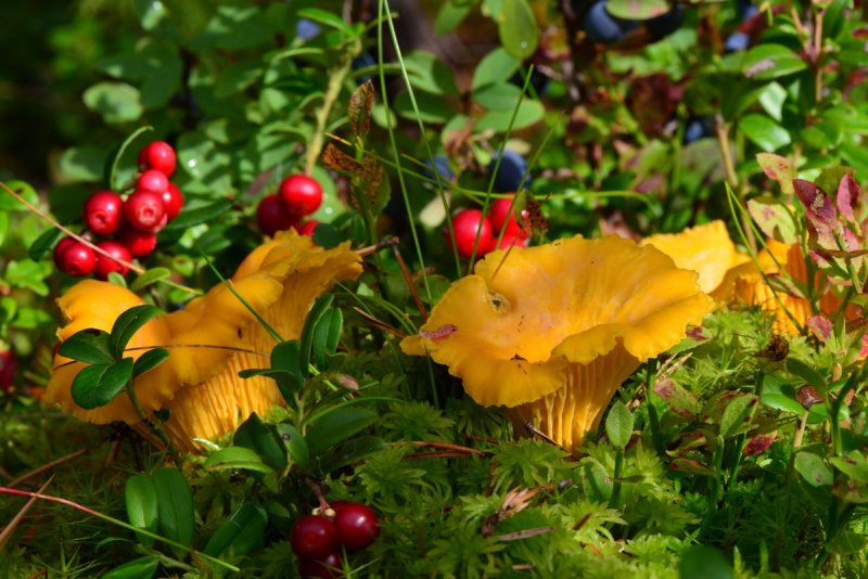 Осенние лисички грибы