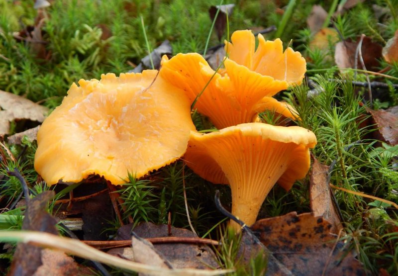 Съедобные грибы лисички