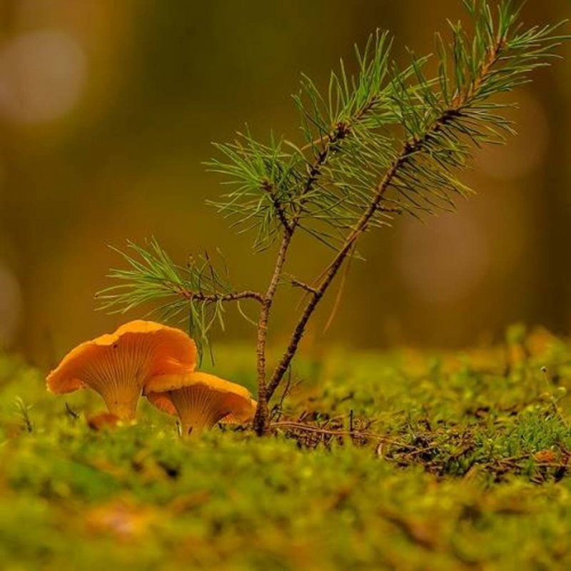 Маленькие лисички грибы