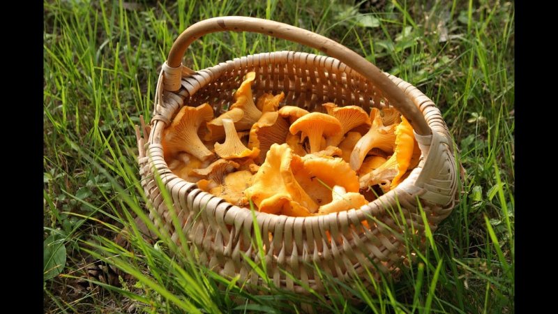 Съедобные грибы в корзинке