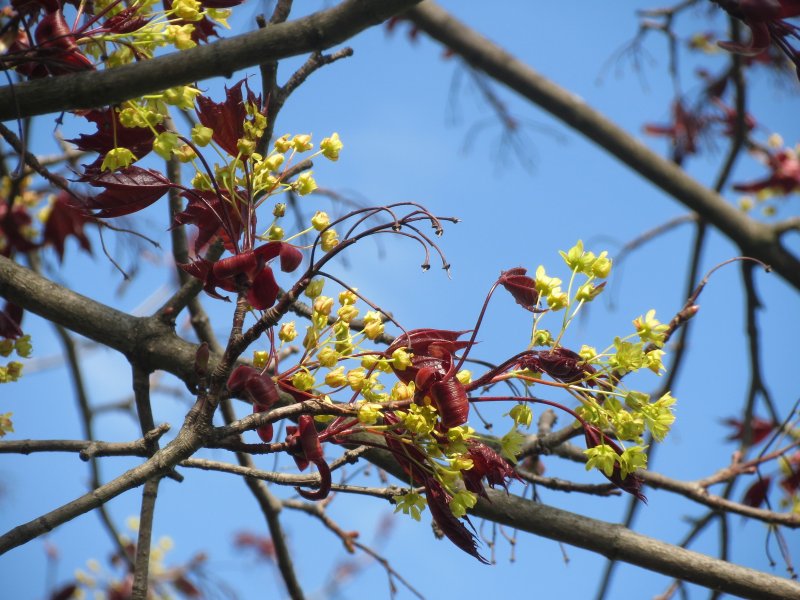Клен остролистный дерево Весна