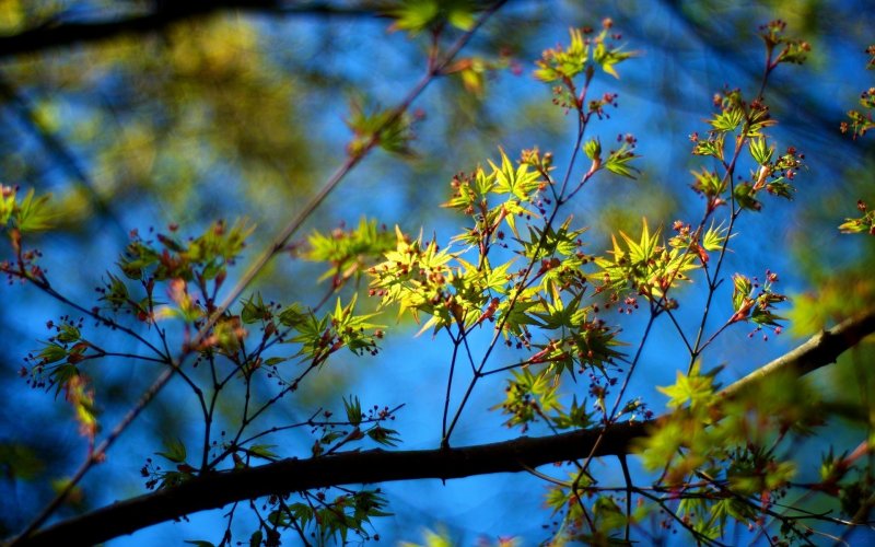 Листья дерева Весна