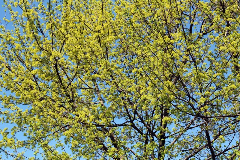 Дерево клен весной