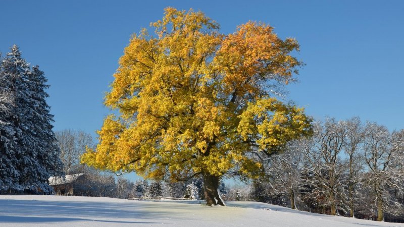 Клен дерево зимой