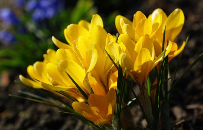 Желтые первоцветы крокусы