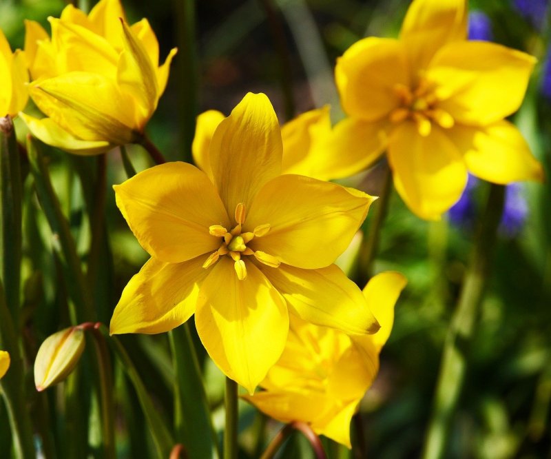 Желтые весенние цветочки