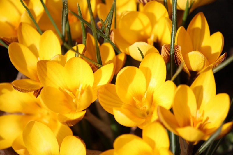 Шафран Грушинский желтый цветок