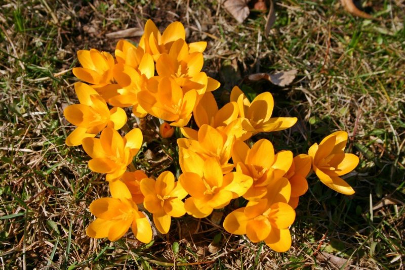 Нарцисс цветок солнце