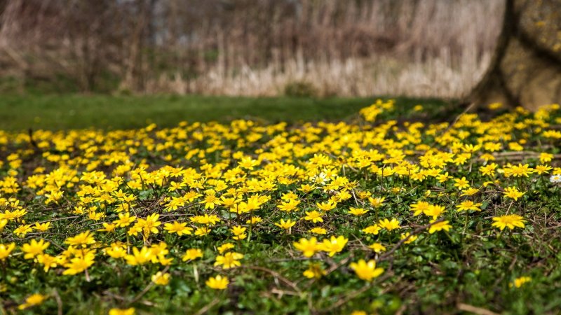 Маленькие желтые цветочки весной