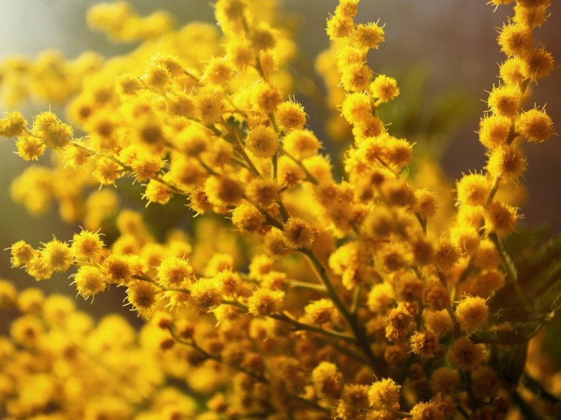 Желтые Лесные цветы