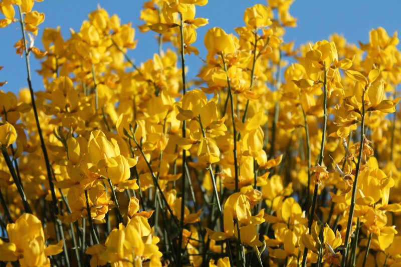 Желтые цветочки весной