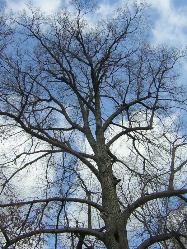 Липа мелколистная зимой дерево