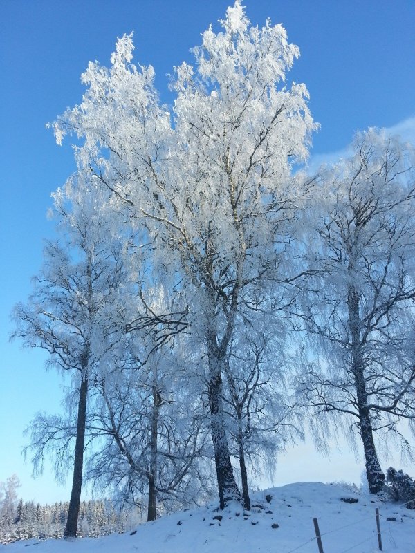 Липа дерево зимой
