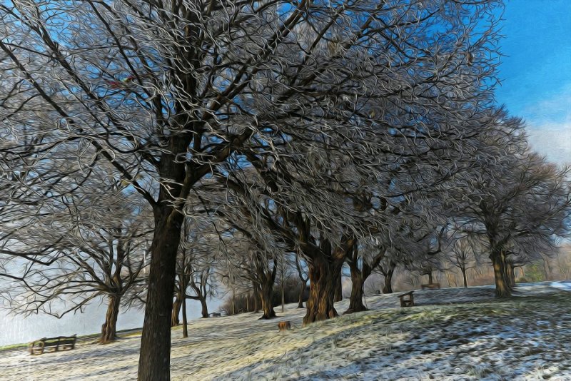 Липа зимой фото дерева