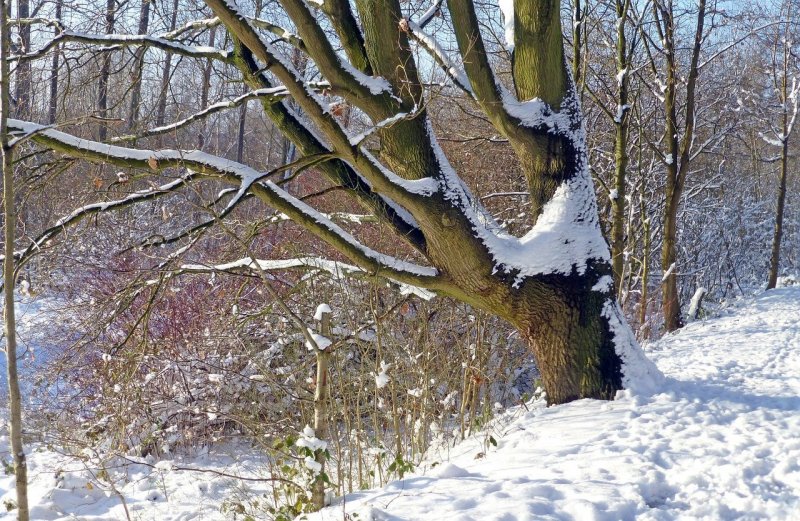 Ствол дерева зимой