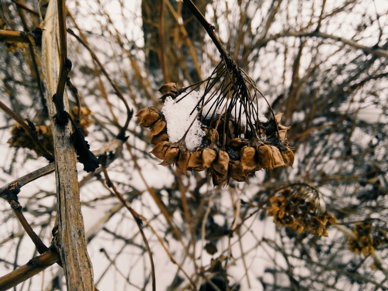 Семена деревьев зимой