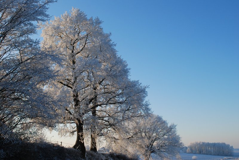 Липа зимой фото дерева