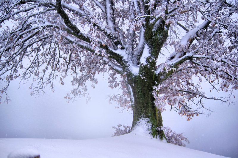 Клён зимой в снегу