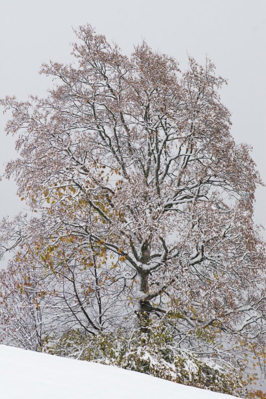 Клен ясенелистный дерево зимой