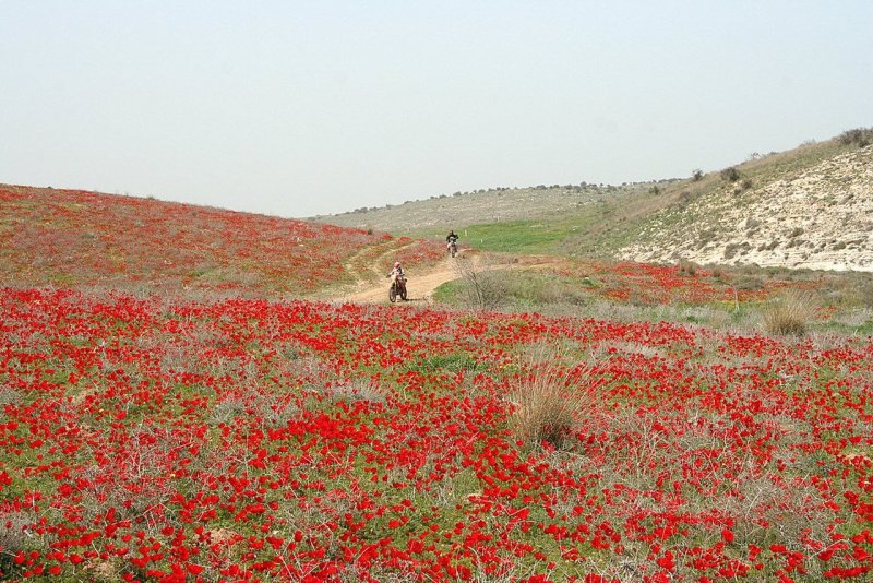 Цветущая пустыня Негев в Израиле