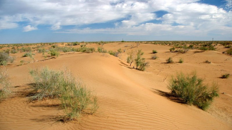 Пустыня Кызылкум Узбекистан