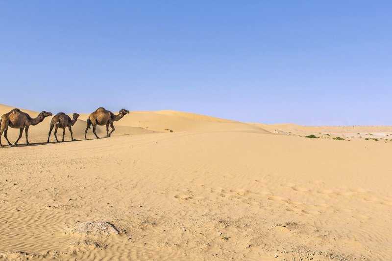 Пески Каракумы Туркменистан