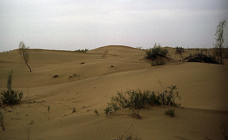 Пауки пустыни Каракум