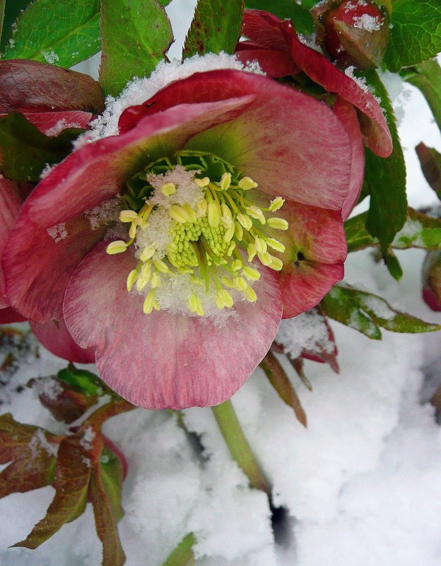 Морозник зимний цветок