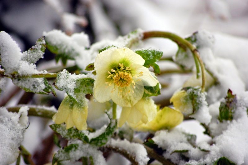 Весенние цветы морозник