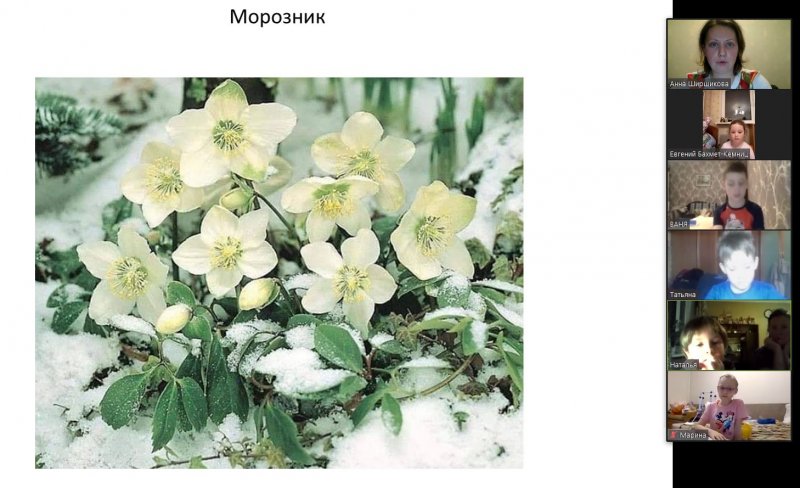 Морозник зимний цветок (Аэлита)