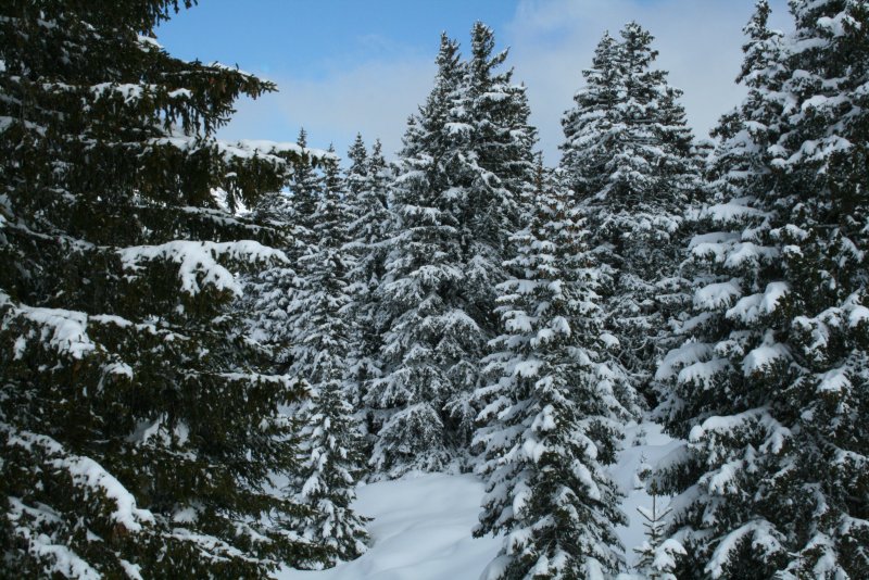Лиственный лес зимой