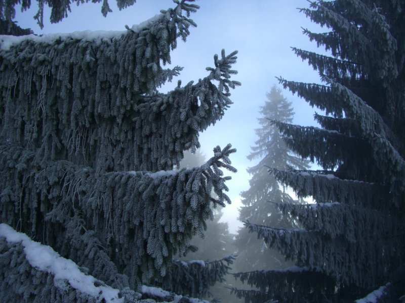 Зимний Пихтовый лес