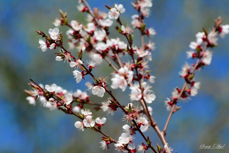 Цветы на природе красивые живые Весна