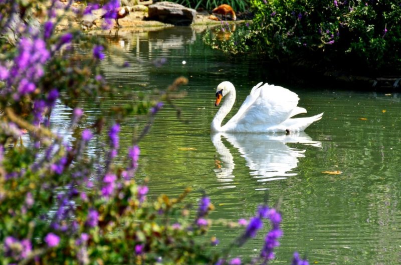 Парк Айвазовского в Крыму лебеди