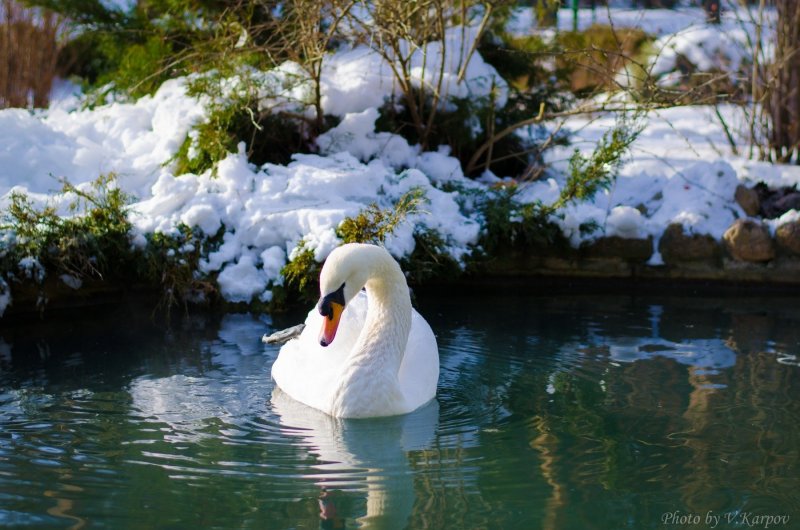 Лебеди на зимнем пруду