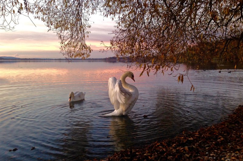 Лебеди в озере-красота природы