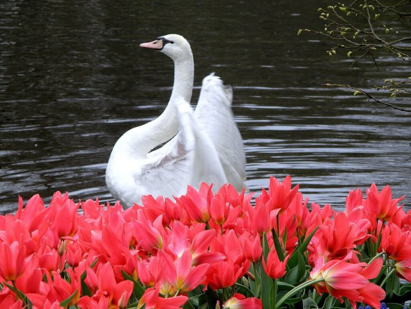 Лебеди и цветы