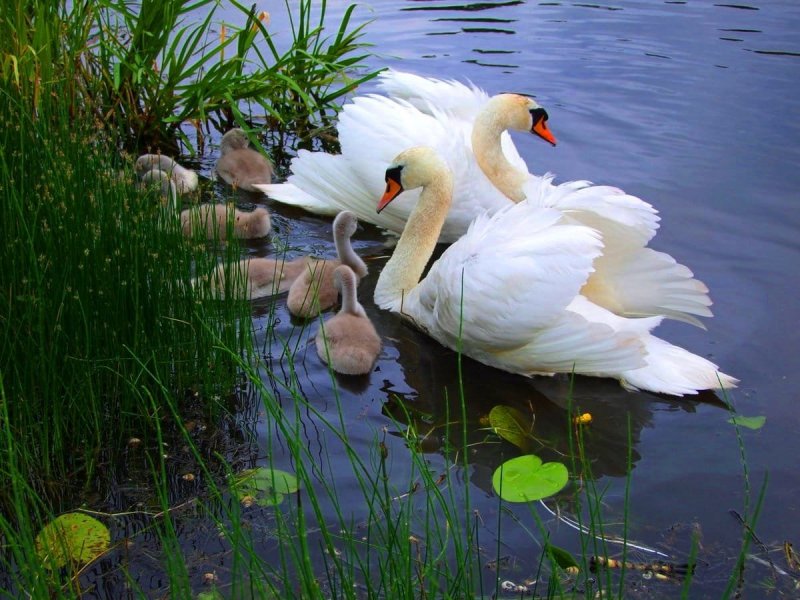 Лебеди на озере ранней весной